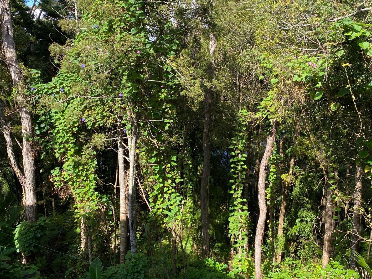 Bush , Birds And Relaxing Moments Apartment Auckland Exterior photo